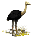 estruç imatges-animades-gif